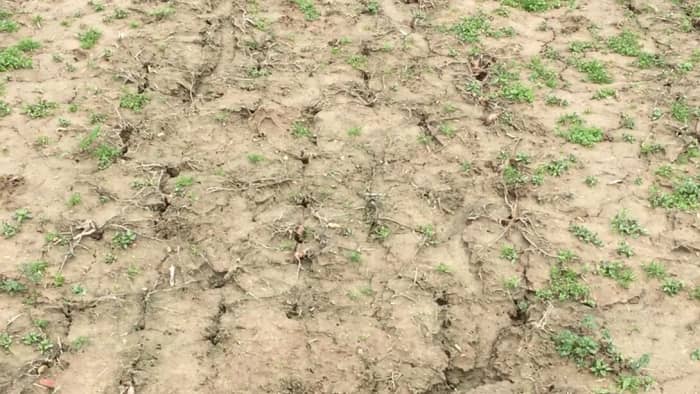 Plot of ground showing holes where radish had grown. Bare ground. No weeds